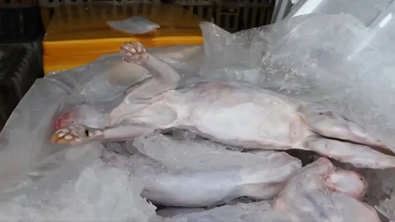 Вьетнамская полиция спасла пятьсот кошек, которых собирались съесть