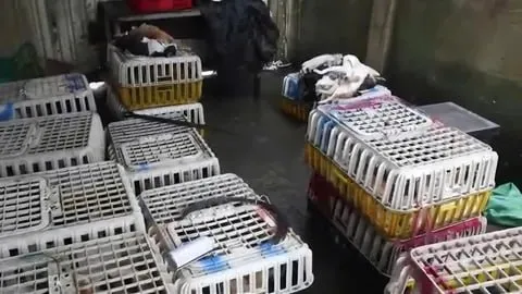 Вьетнамская полиция спасла пятьсот кошек, которых собирались съесть