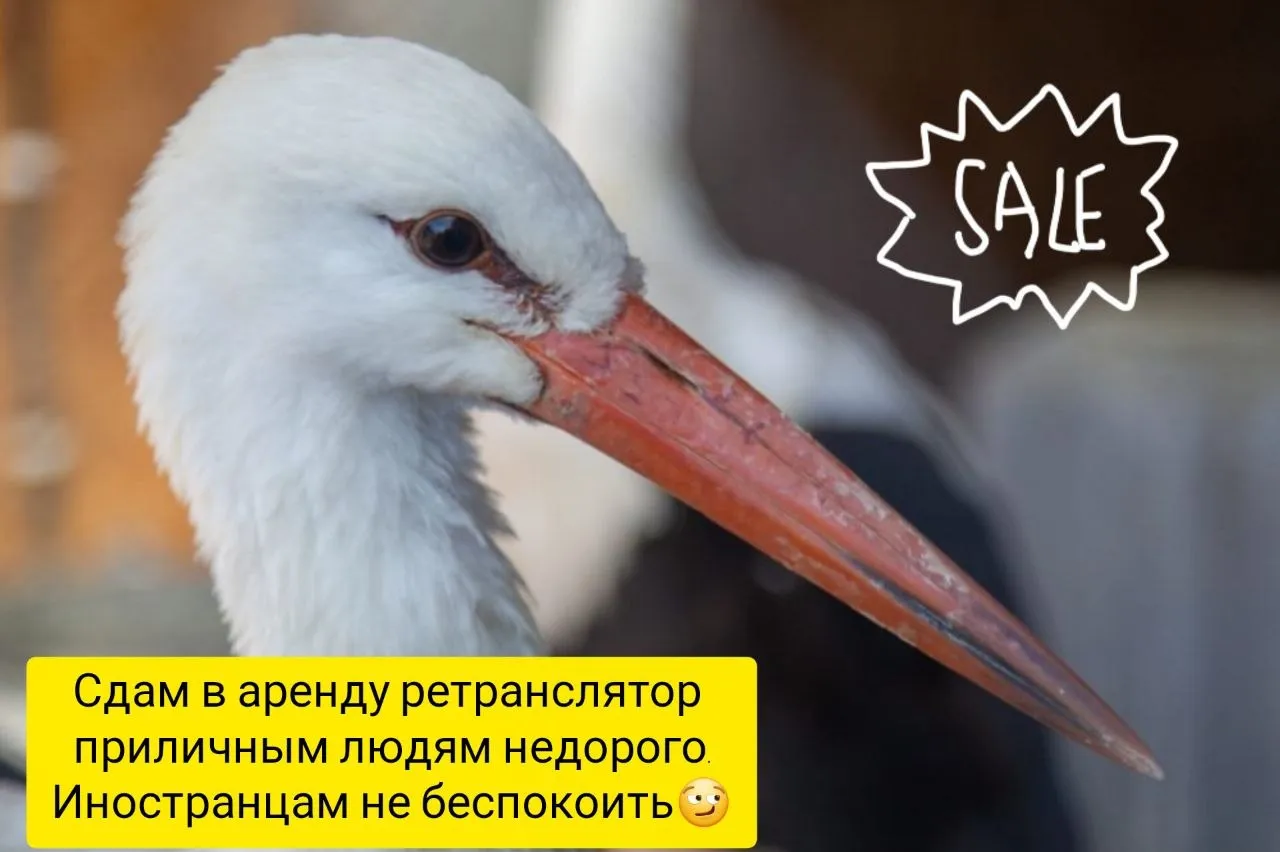 Белорусы