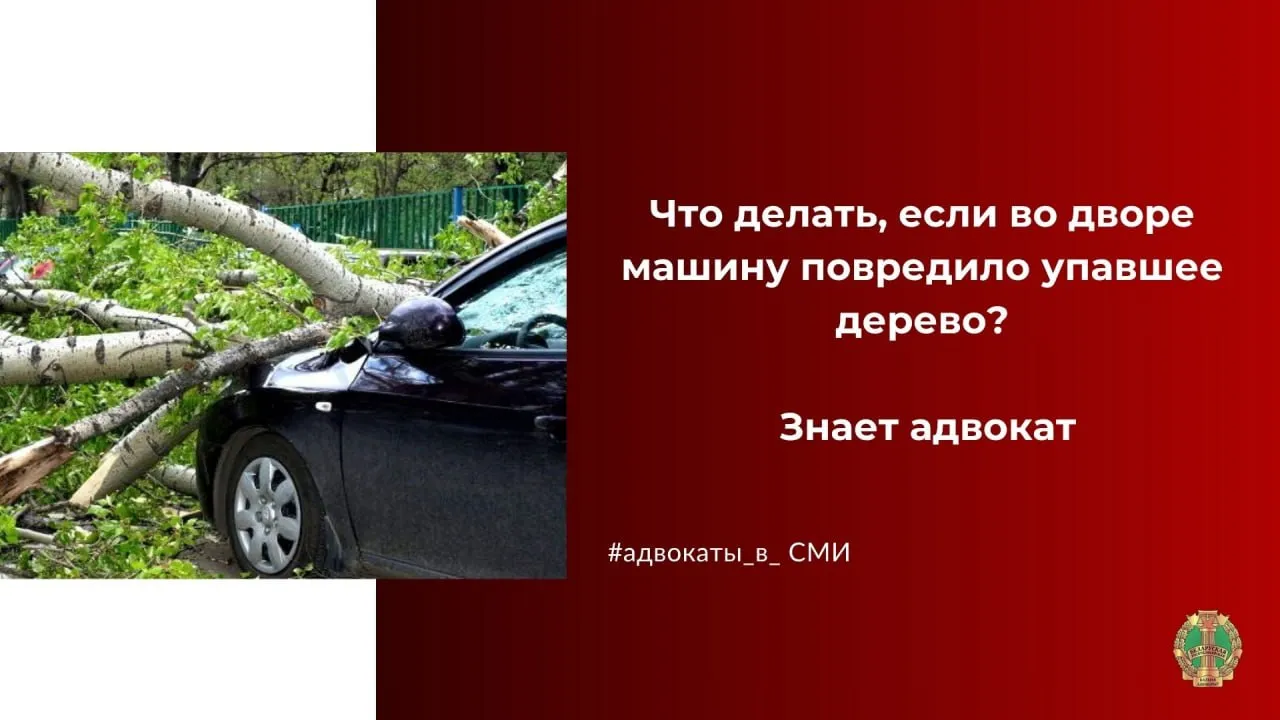 Что делать, если во дворе машину повредило упавшее дерево? Рассказал адвокат